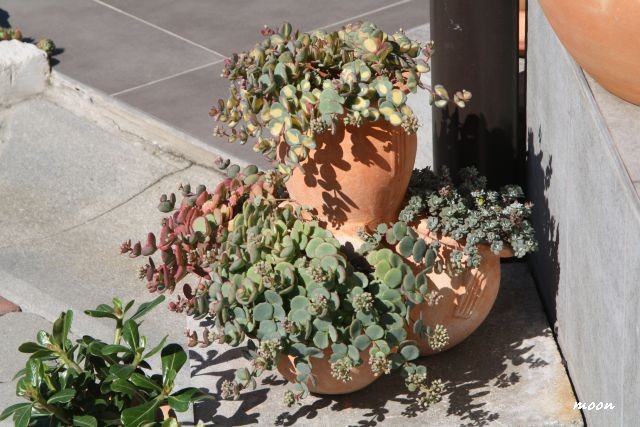 sedum sieboldi